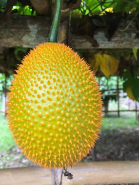 Güneydoğu Asya meyve Cochinchin kabak bitki