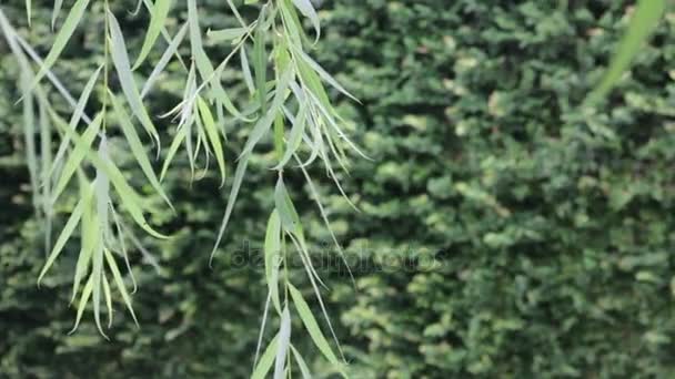 membre de bambou mouvement lent dans le jardin vert 