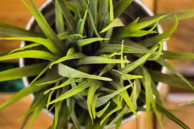 Yapay plastik bitki vazo bırakır