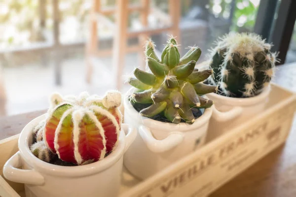 Petits pots de cactus sur table en bois — Photo