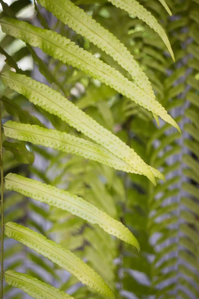 Green fern leaves in summer day — Stock Photo, Image
