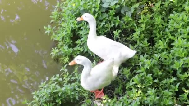 Двойные гуси стоят у пруда — стоковое видео