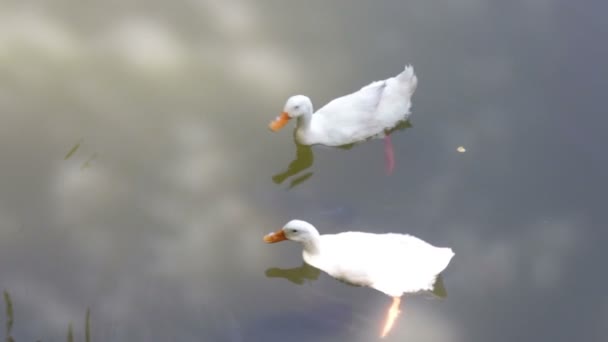 Dubbelrum gäss och fisk i dammen — Stockvideo