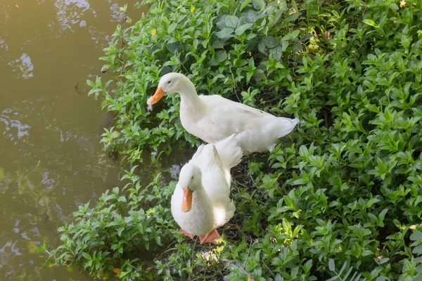 Doble gansos al lado del lago de agua — Foto de Stock