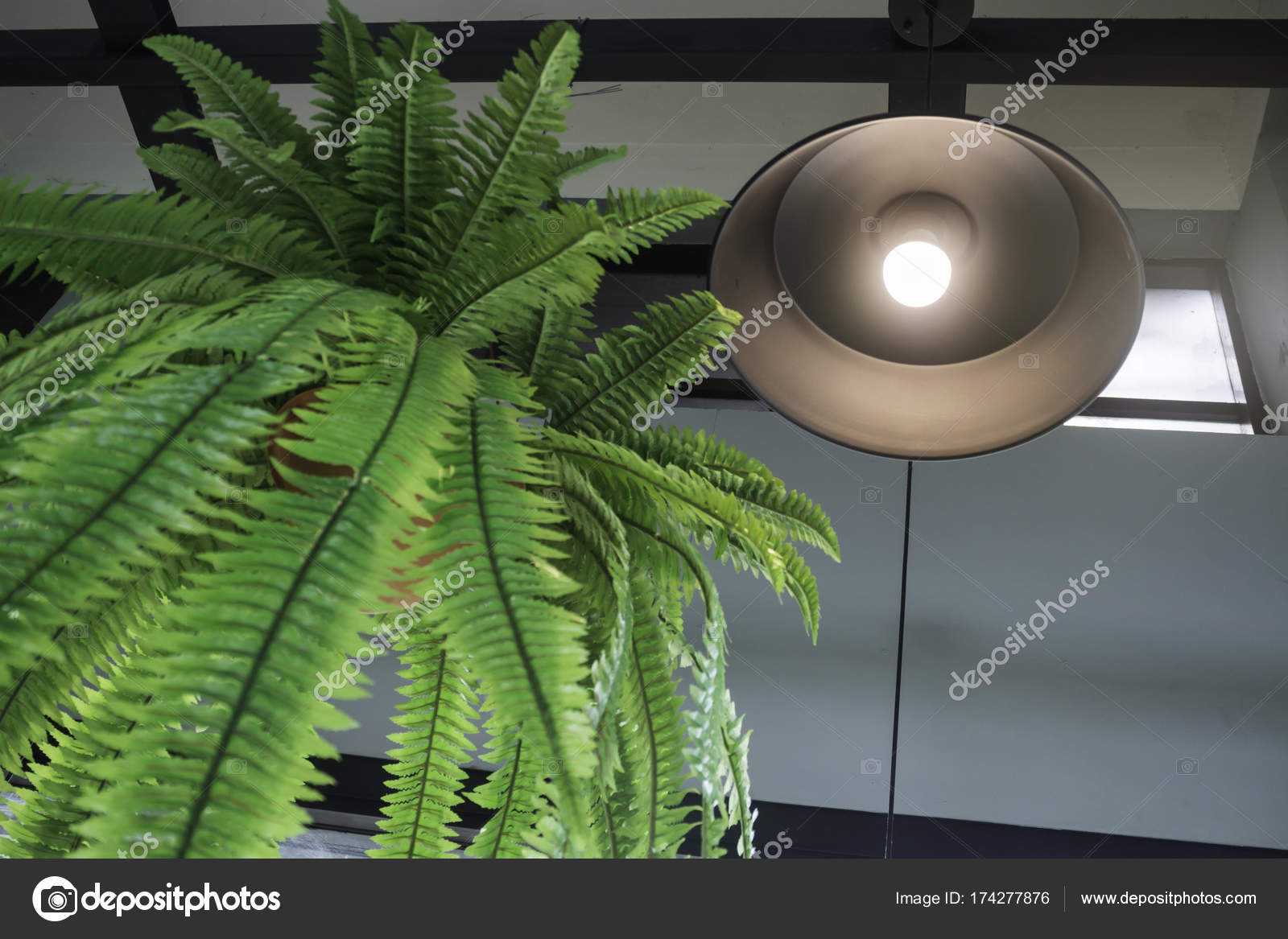 Fern In Plant Pot Hanging On Ceiling Stock Photo Nalinrat 174277876 Fern In Plant Pot Hanging On Ceiling Stock Photo