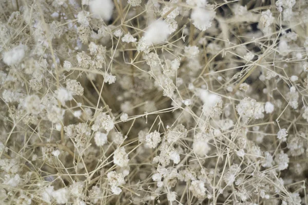 말린된 작은 흰 꽃 배경 꽃 봉 오리 — 스톡 사진