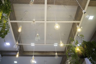 Fern tavanda asılı bitki tencerede