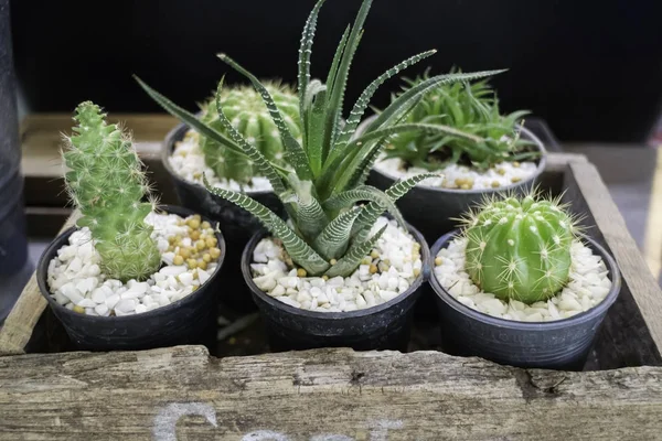 Espositore multiplo di vasi di cactus verde sullo scaffale — Foto Stock
