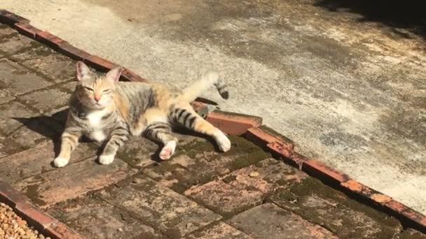 Chat refroidi à la lumière du soleil d'été, vidéo de stock 
