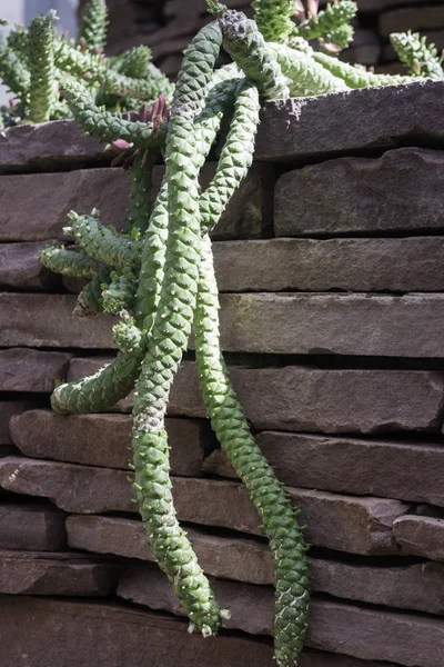 Groep van vetplanten en cactus groeit — Stockfoto