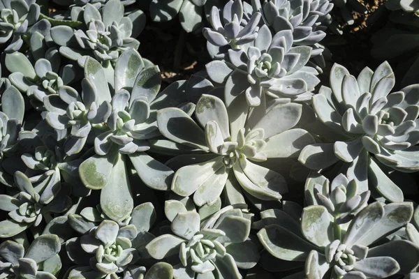 Groupe de plantes succulentes et de cactus — Photo