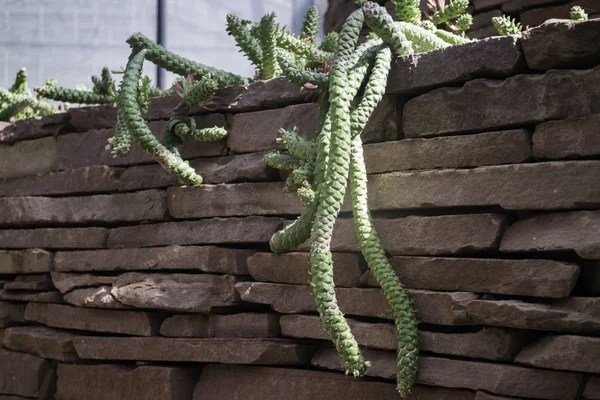 Succulents ve kaktüs büyüyen grup — Stok fotoğraf
