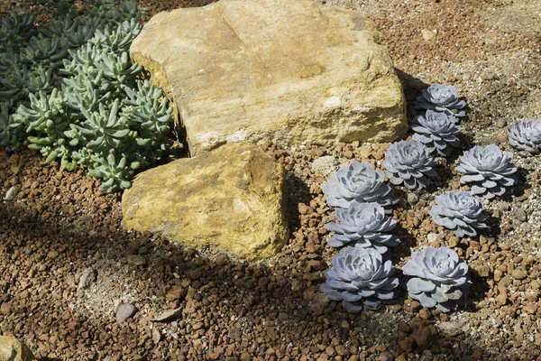 Succulents ve kaktüs büyüyen grup — Stok fotoğraf