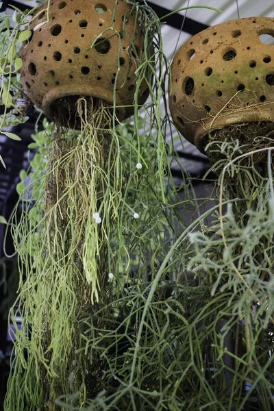 Hanging cray basket of plant — Stock Photo, Image