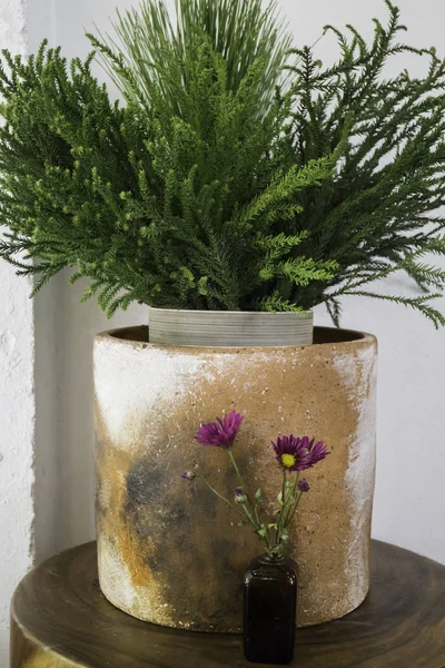Cray vaso de planta verde e garrafa de flor — Fotografia de Stock