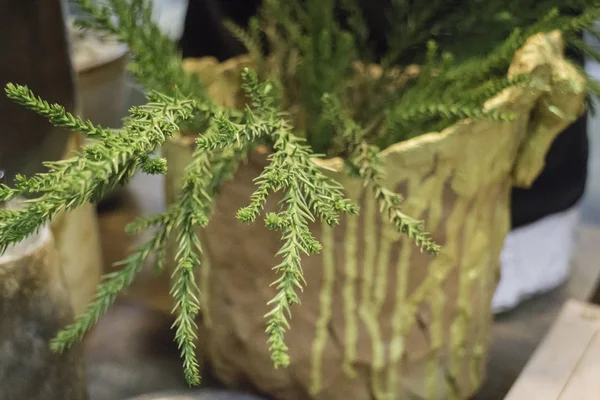 Utforma cray gröna växten potten — Stockfoto