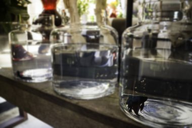 Siyam mücadele balık su kase Shop