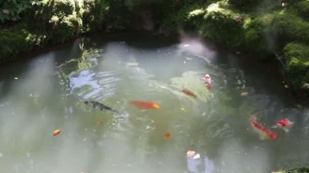 Carp Fish Pond Sun Light Garden Stock Video — Stock Video