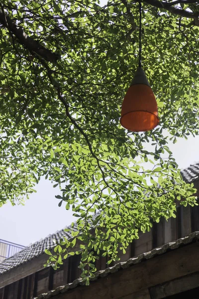 Decorative outdoor light hanging on tree — Stock Photo, Image