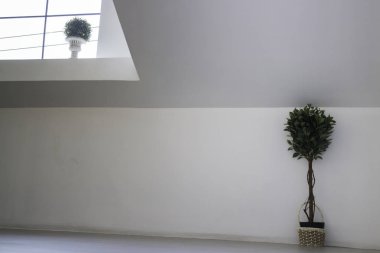 Yerdeki etli bitki kapları süslü