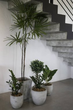 Yerdeki etli bitki kapları süslü