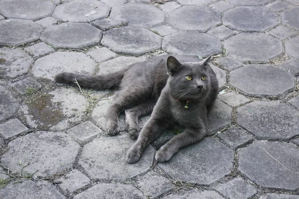 Fluffiga tamkatt kyld på golvet — Stockfoto