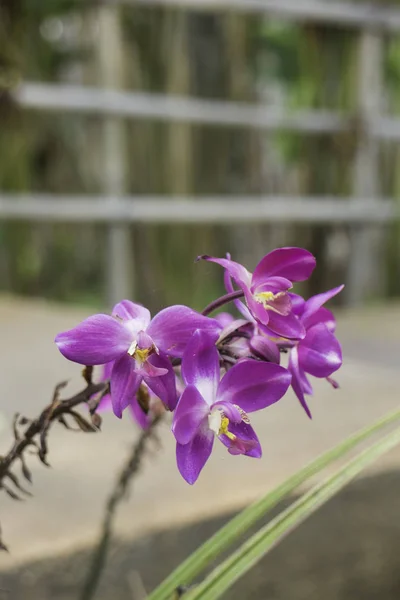 Divoká orchidej květina rostlina v přírodě — Stock fotografie