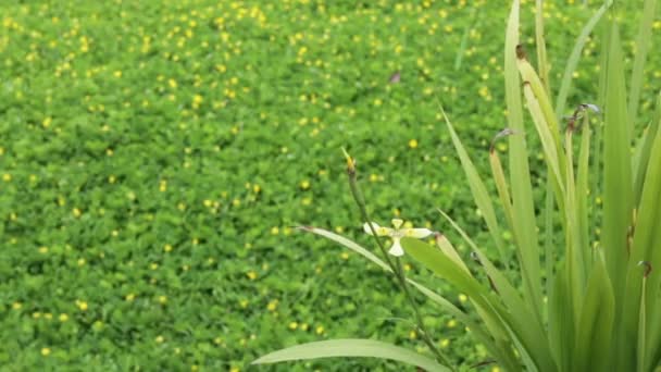 Petite fleur jaune fleurissant en été, images du stock 