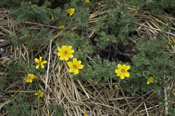 Mini yellow flower bloom in home garden — Stock Photo, Image