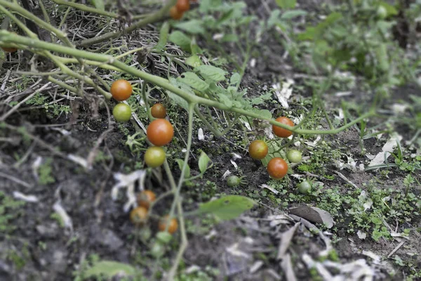 Little tomato plantation in home garden — Stock Photo, Image
