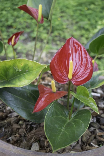 Anthurium-Flamingo bunga mekar di taman — Stok Foto