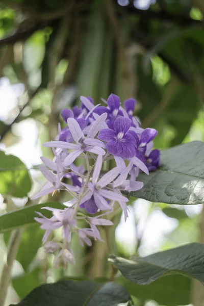 Hermoso de púrpura petrea volubilis flor naturaleza fondo — Foto de Stock