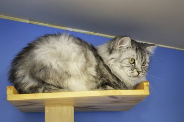 Evcil kedi kahve dükkanında serinledi.