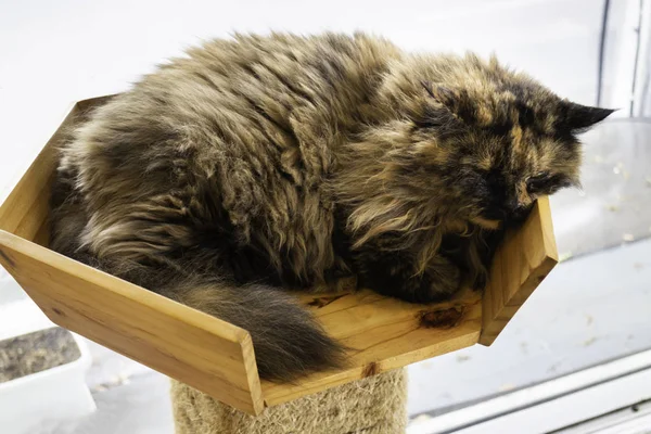 Domestic cat chilled in coffee shop