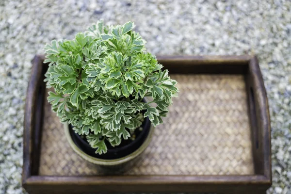 Mini gröna blad planta kruka — Stockfoto
