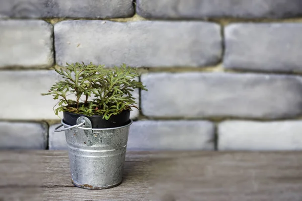 Mini groene bladeren plant pot — Stockfoto