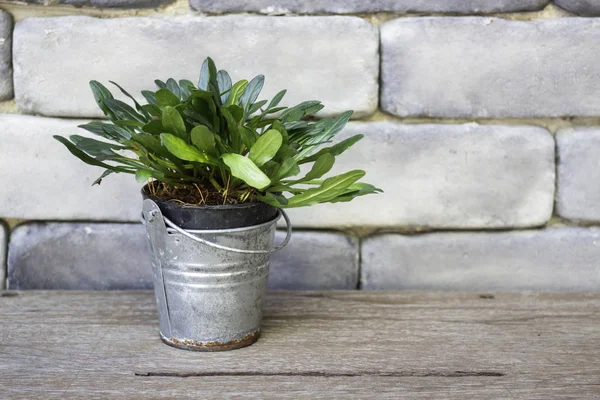 Mini panela de plantas folhas verdes — Fotografia de Stock