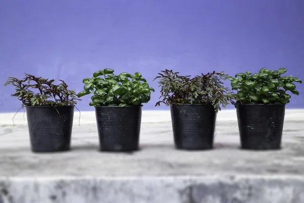 Mini planta pote natureza fundo — Fotografia de Stock
