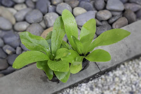 Mini växt kruka natur bakgrund — Stockfoto