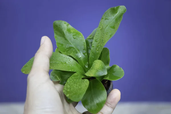 Mini planta na mão dando — Fotografia de Stock