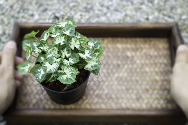 Mini groene bladeren plant pot — Stockfoto