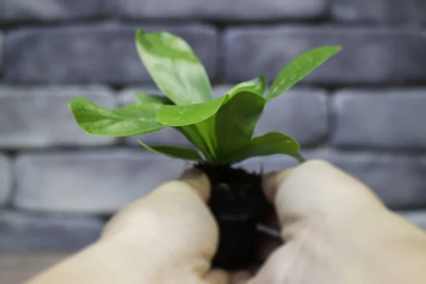 Mini panela de plantas folhas verdes — Fotografia de Stock