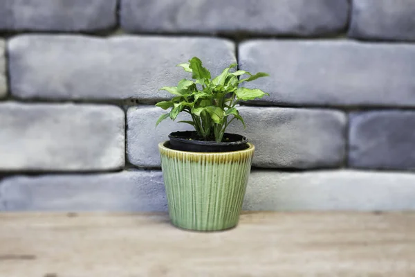 Міні зелене листя рослинний горщик — стокове фото