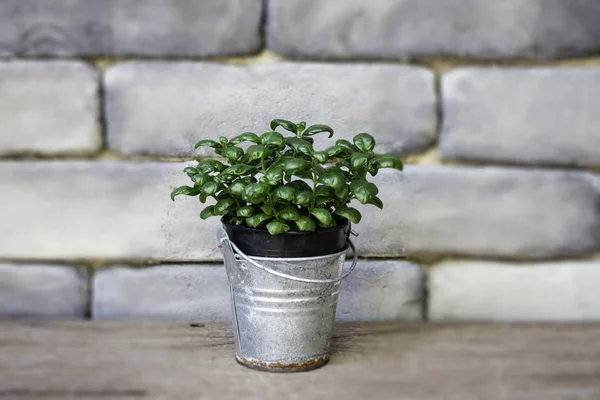 Mini panela de plantas folhas verdes — Fotografia de Stock