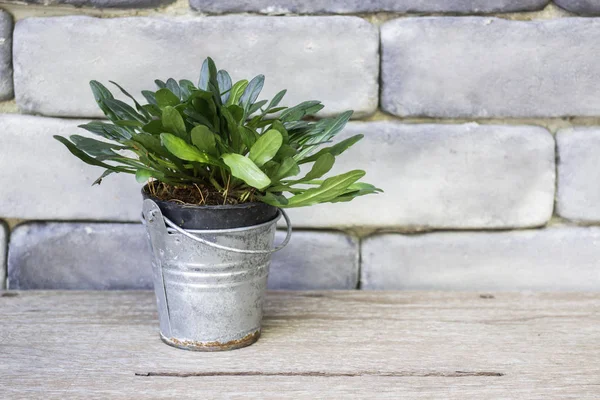 Mini panela de plantas folhas verdes — Fotografia de Stock