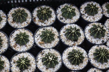 Kaktüs, vitrinlere saksı koyar.