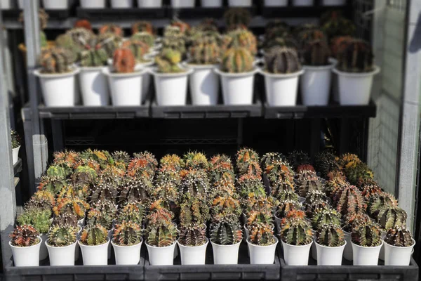 Cactus plant pots in window shopping — Stock Photo, Image