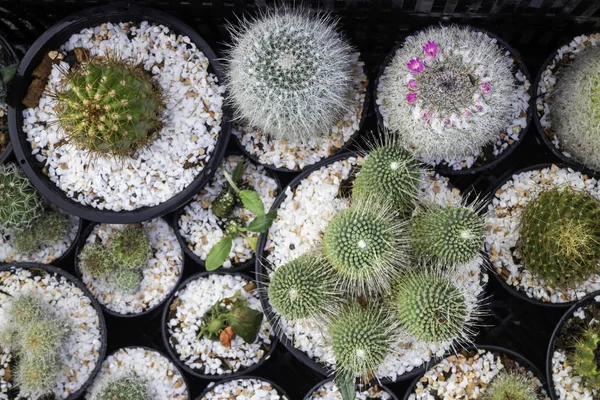 Macetas de cactus en escaparates —  Fotos de Stock