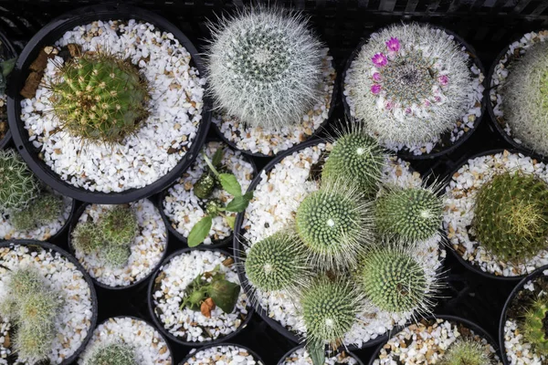 Cactus plant pots in window shopping — Stock Photo, Image