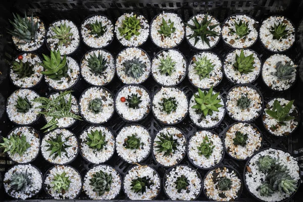 Kaktusové květináče v nákupech oken — Stock fotografie